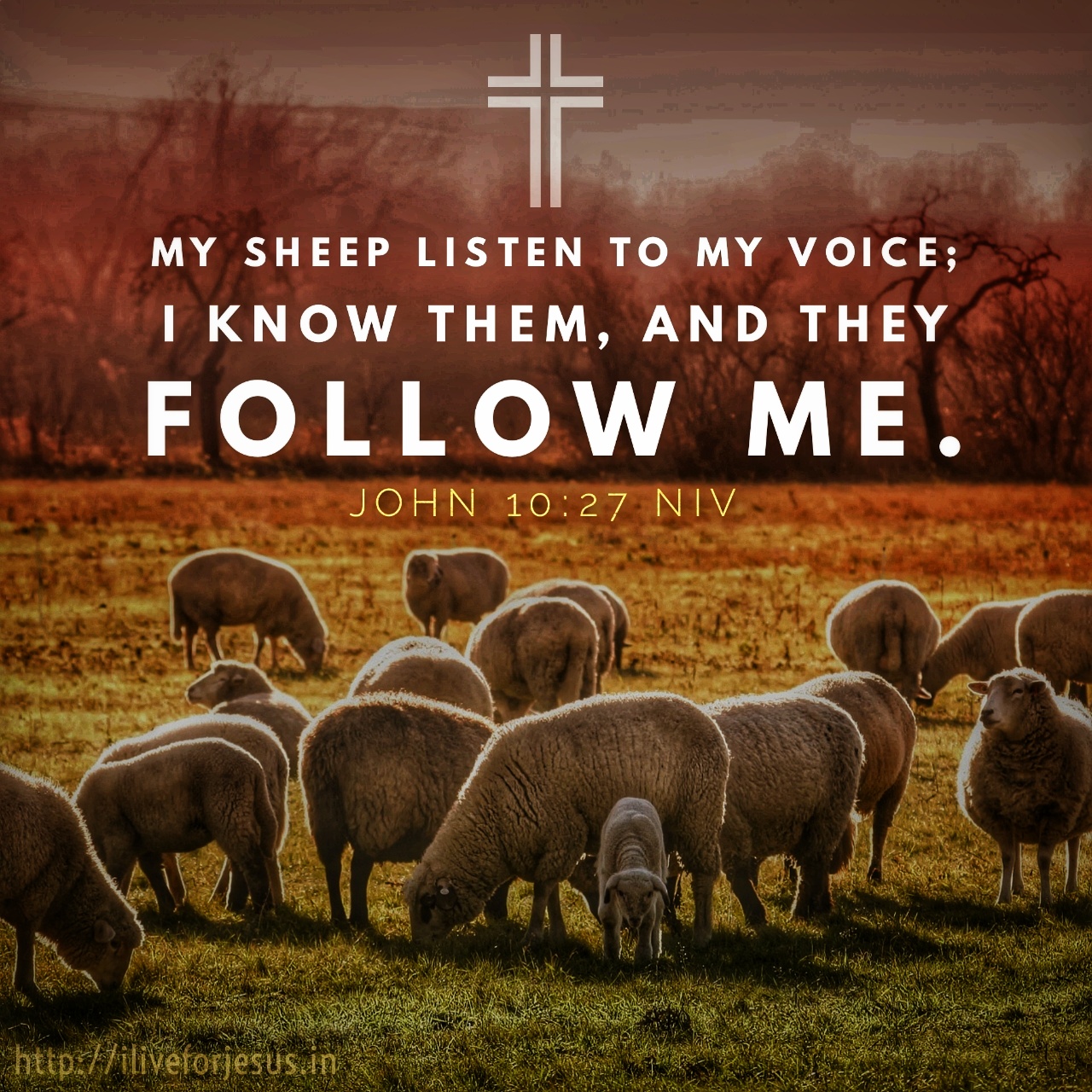 my sheep hear my voice