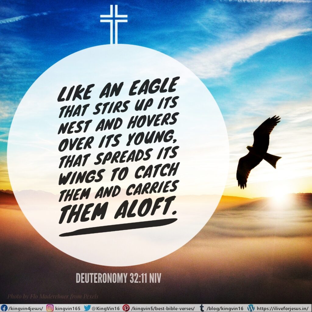 like an eagle that stirs up its nest and hovers over its young, that spreads its wings to catch them and carries them aloft. Deuteronomy 32:11 NIV https://deuteronomy.bible/deuteronomy-32-11