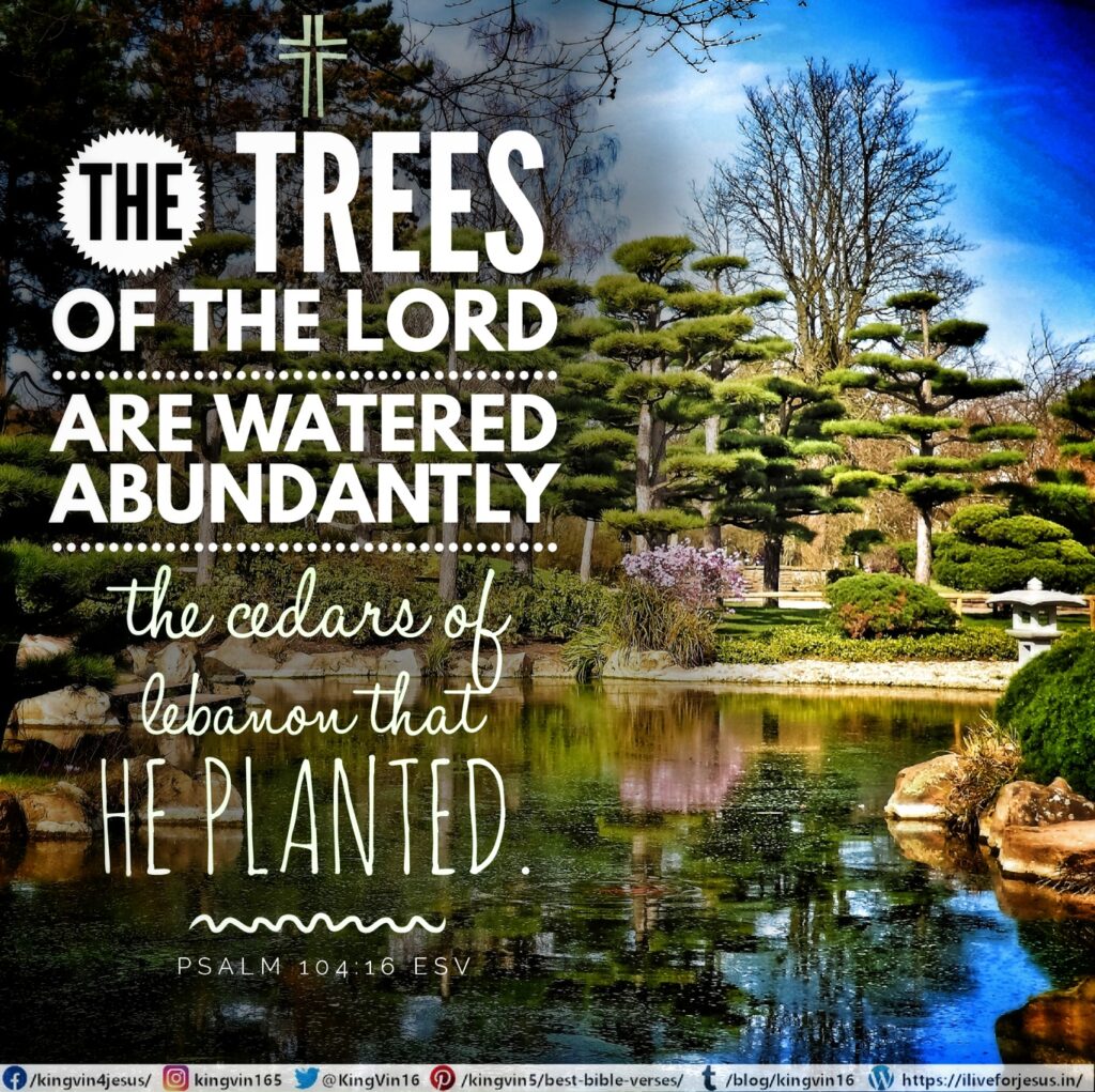 The trees of the Lord are watered abundantly, the cedars of Lebanon that he planted. Psalm 104:16 ESV https://bible.com/bible/59/psa.104.16.ESV